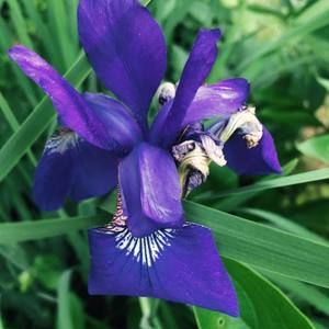 Meet your Posher, Phong